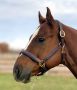 Sage Family Fancy Stitched Halter with Blue Padding Flat Cheeks - Cob