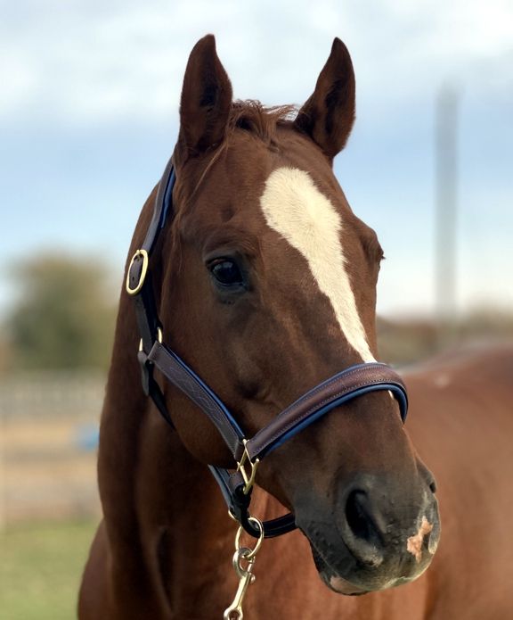 Sage Family Fancy Stitched Halter with Blue Padding Flat Cheeks - Cob