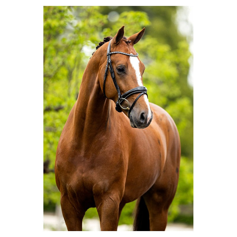 BR Bristol Anatomical Bridle - Black/Silver - Cob/Full