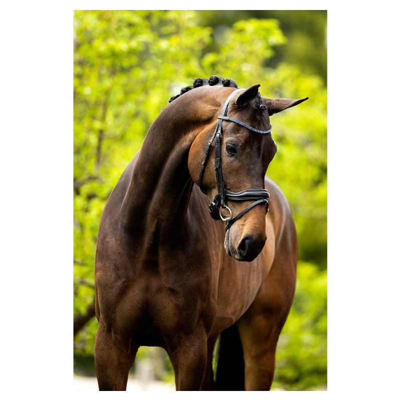 BR Anatomical Newcastle Bridle - Black/Silver - Full