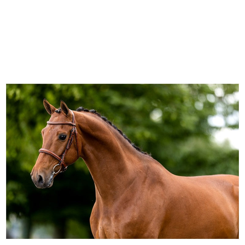 BR Oxford Hunter Bridle Tobacco
