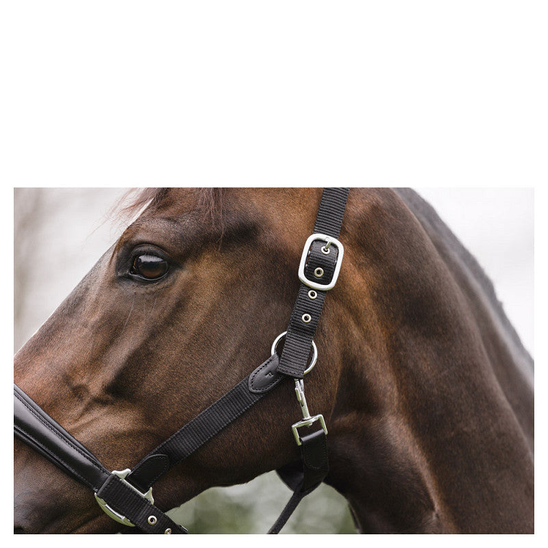 NEW - ANKY Halter ATH2207 with Lead - Nylon/Leather - Black/Black - Full