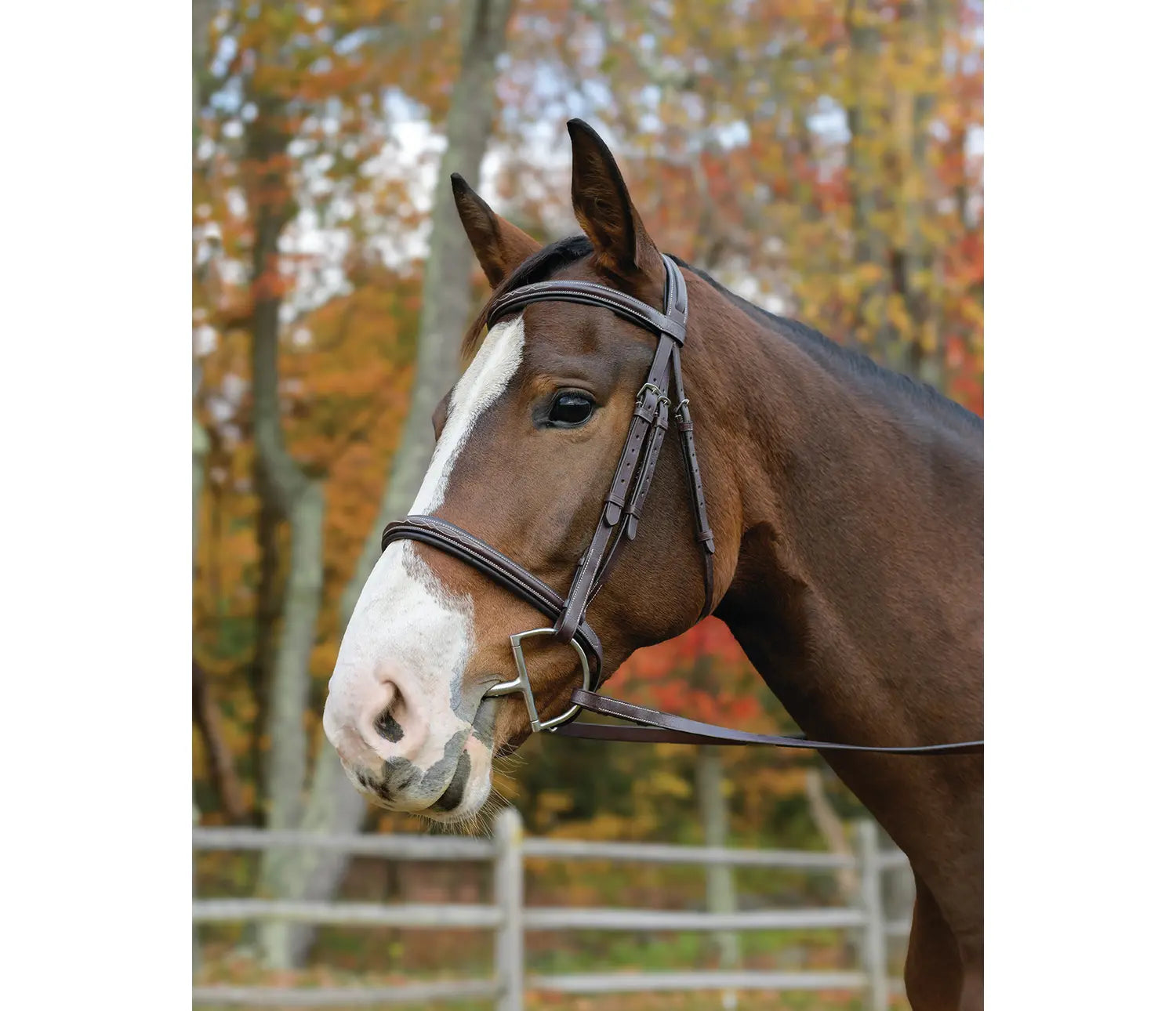 Catena In Pelle Per Cavallo Shires - Modello Blenheim Con Terminali In Acciaio Inox, Havana, Pony