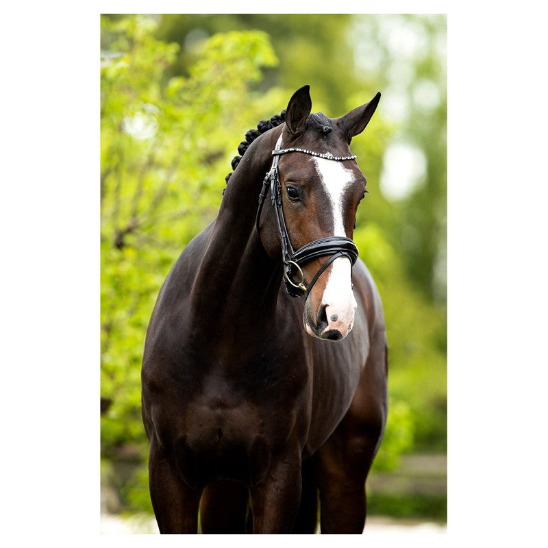 BR Bridle Andover Black Full Sale!! Reg $399