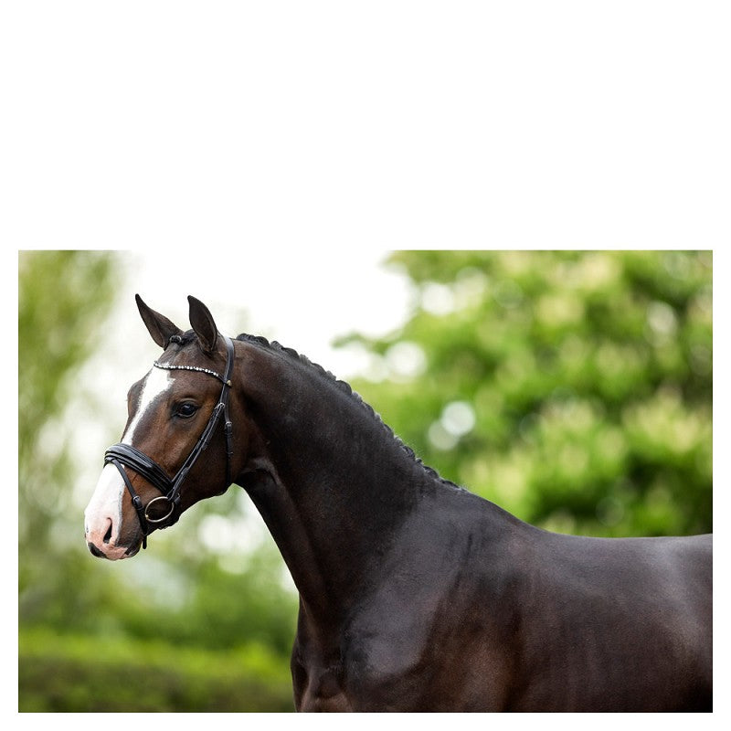 BR Bridle Andover Black Full Sale!! Reg $399