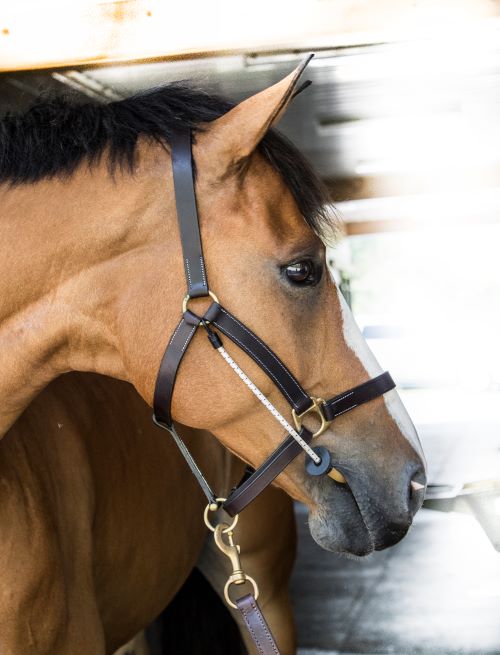 ThinLine Halter Busy Buddy - Reg Size