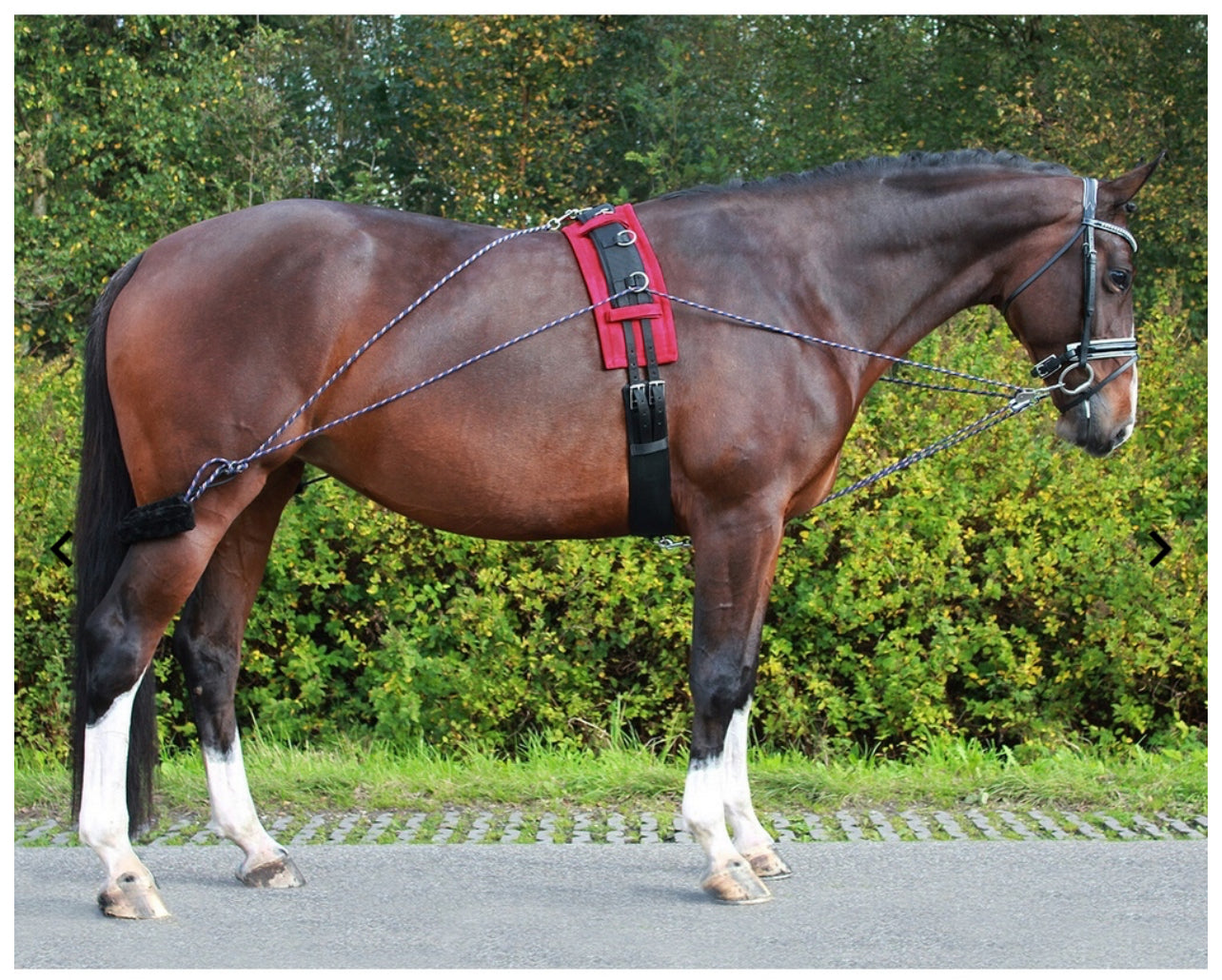 BR Premiere Pessoa Lunging Aid - Black/Bordeaux
