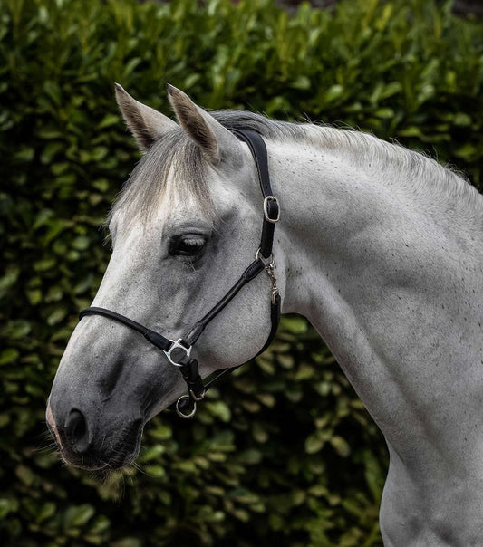 Premier Equine UK Hennaroso Rolled Anatomic Leather Halter Black