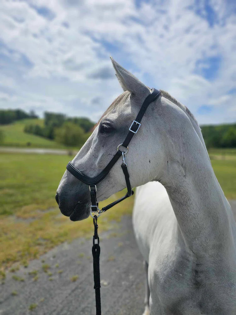 QHP Salerno Anatomic Halter - Black/Full