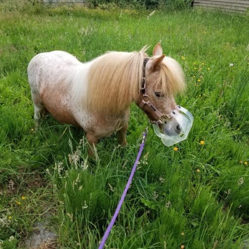 ThinLine Flexible Filly Grazing Muzzle
