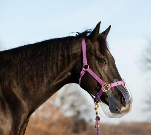 ThinLine Flexible Filly Grazing Muzzle
