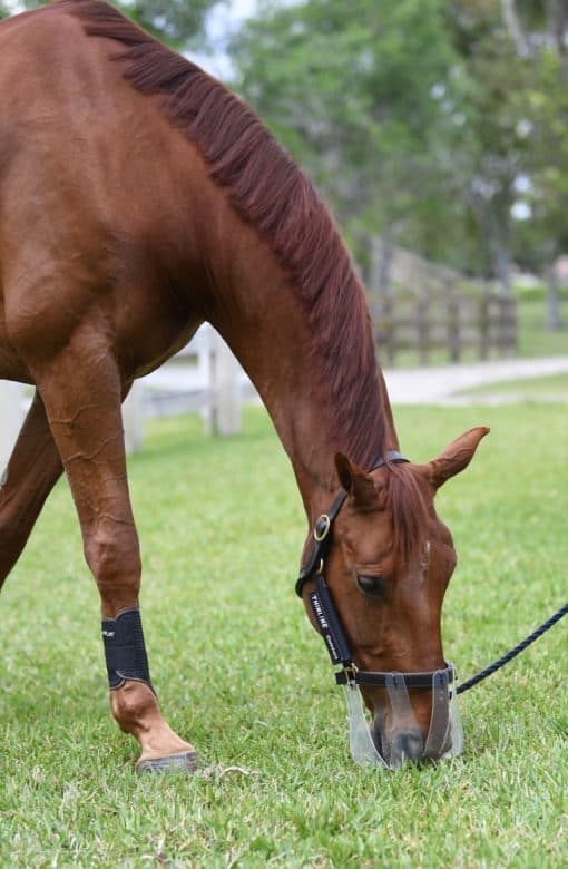 ThinLine Flexible Filly Grazing Muzzle