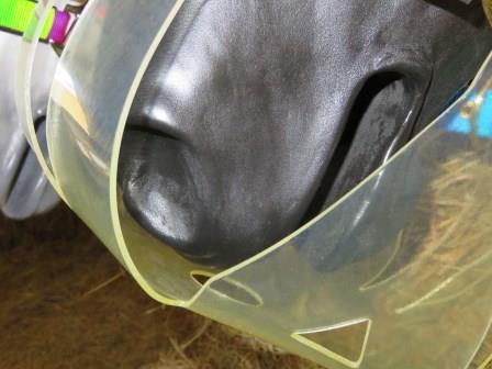 ThinLine Flexible Filly Grazing Muzzle