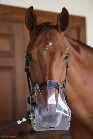ThinLine Flexible Filly Grazing Muzzle