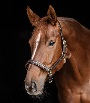 Waldhausen Crystal Leather Halter - Havana - Cob *clearance reg $128