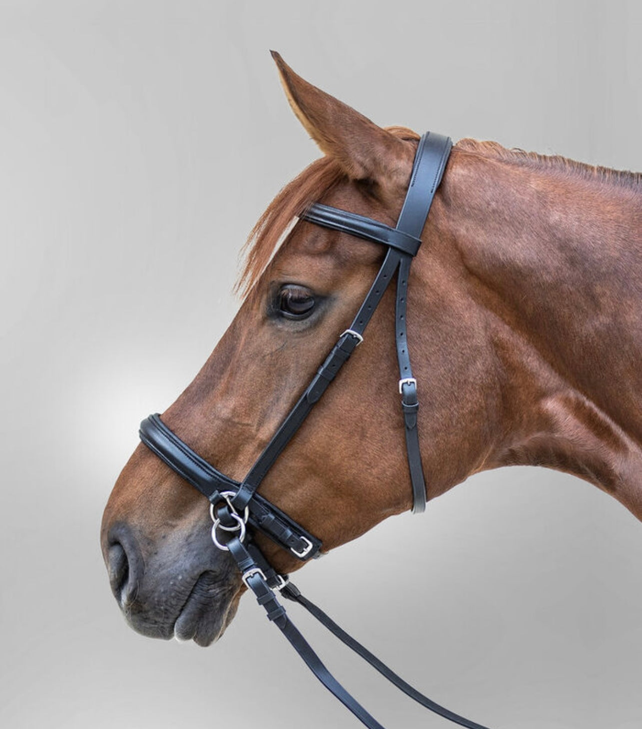 Waldhausen Star Bitless Bridle - Black - Full - Clearance!