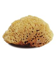 Natural Sea Sponge - Large