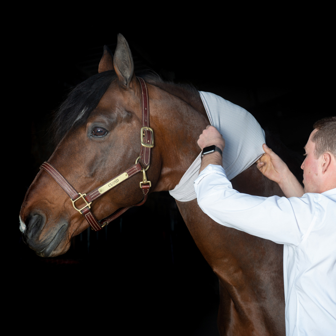 Incrediwear Equine Circulation Neck Sleeve