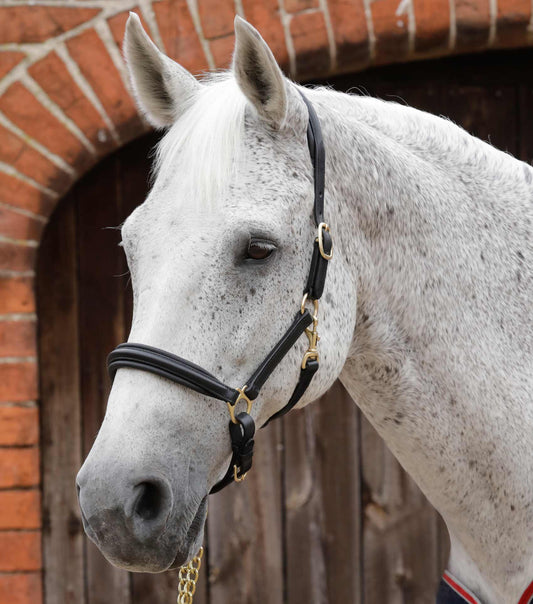 Premier Equine UK Padded Leather Halter Black