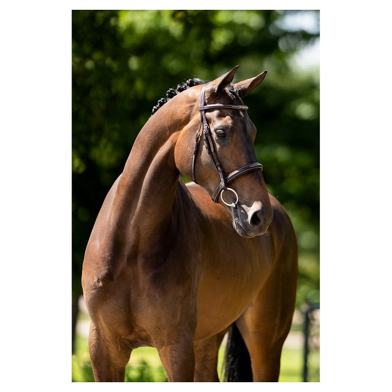 BR Oxford Hunter Bridle Brown