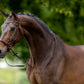 BR Bitless Anatomic Bridle Lewes - Oak/Silver - Full