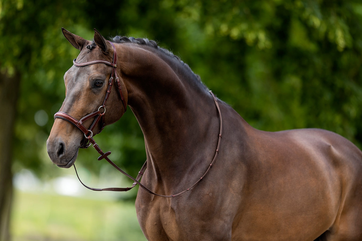 BR Bitless Anatomic Bridle Lewes - Oak/Silver - Full