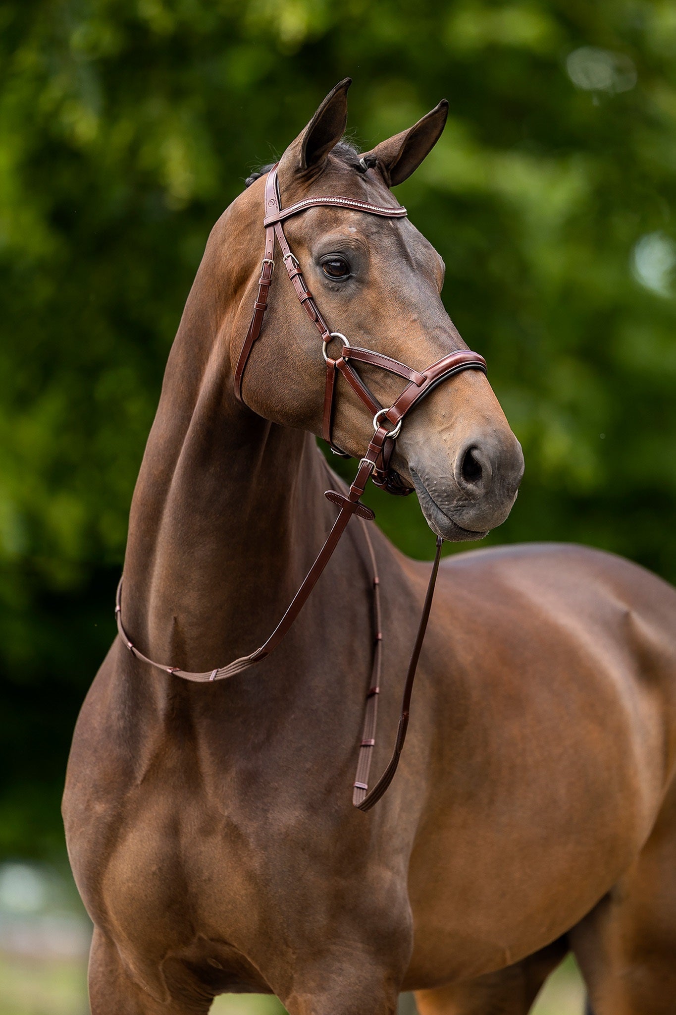 BR Bitless Anatomic Bridle Lewes - Oak/Silver - Full