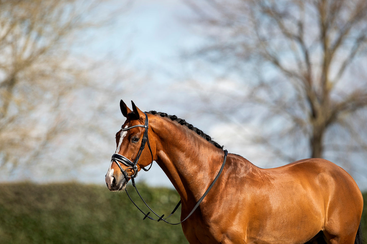 BR Clearance - ANKY® Bridle - Shaped Noseband with Reins ATH15012 - Black/White - Full Reg. $379