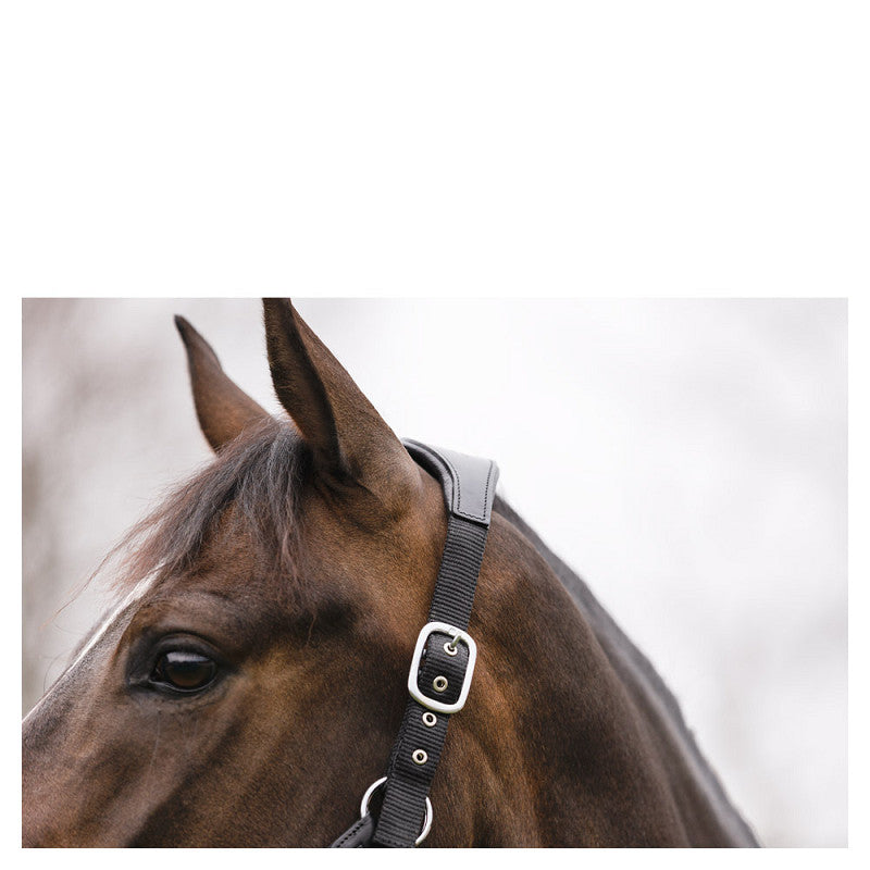 NEW - ANKY Halter ATH2207 with Lead - Nylon/Leather - Black/Black - Full