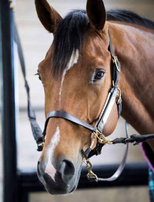 Thinline Halter Busy Buddy