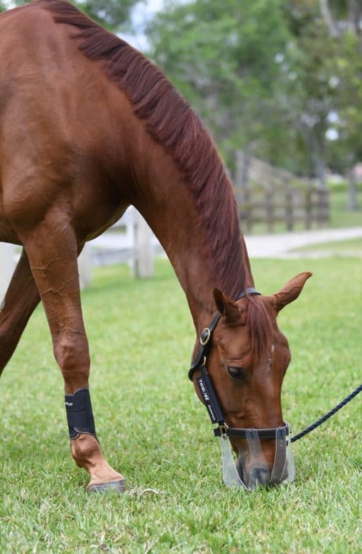 Flexible Filly Grazing Muzzle from Thin Line