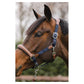 NEW - ANKY Halter ATH2207 with Lead - Nylon/Leather - Navy/Brown - Full