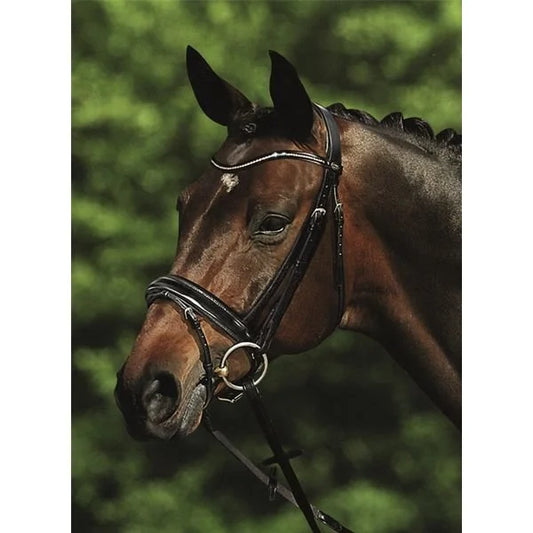 NEW -  Passier Apollo Snaffle Bridle - Black Patent - Full *CLEARANCE* Reg $582.00
