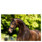 NEW - BR Bridle Kingston - Black - Extra Full Size