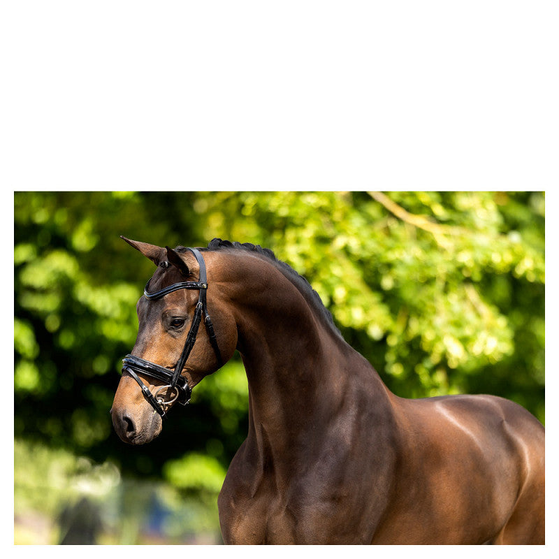 NEW - BR Bridle Kingston - Black - Extra Full Size