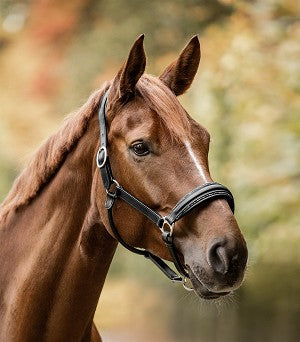 Waldhausen Glamour Halter - Black - Cob or Full Sizes *Clearance* Reg $210.00