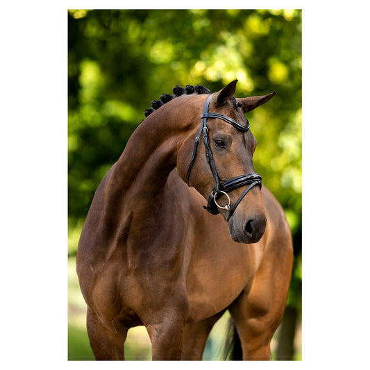 NEW - BR Bridle Kingston - Black - Extra Full Size